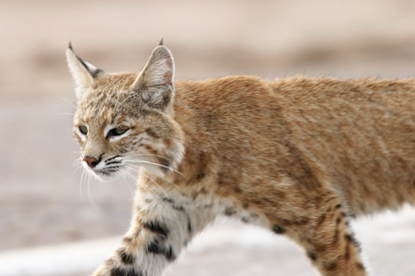 lesu bobcat