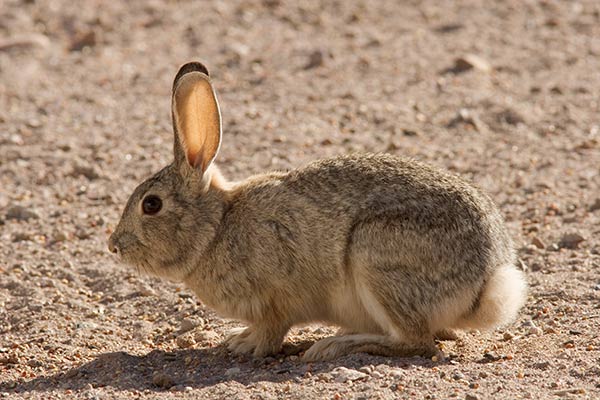 cotton tail teddy